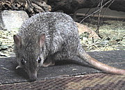 Bettongia penicillata